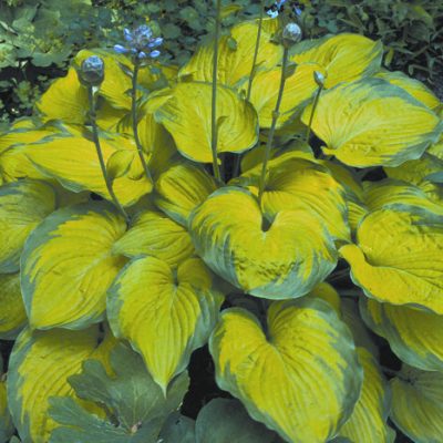 Old Glory Plantain Lily (Hosta 'Old Glory') - 1 gallon