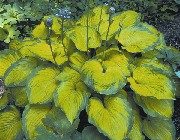 Old Glory Plantain Lily (Hosta 'Old Glory') - QT
