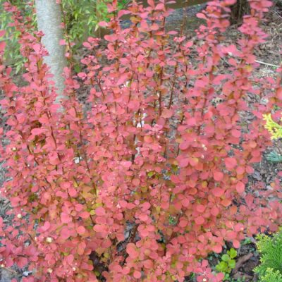 Orange Rocket Barberry (Berberis thunbergii 'Orange Rocket') - 1 gallon