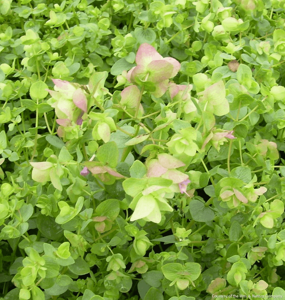 Origanum 'Kent Beauty'