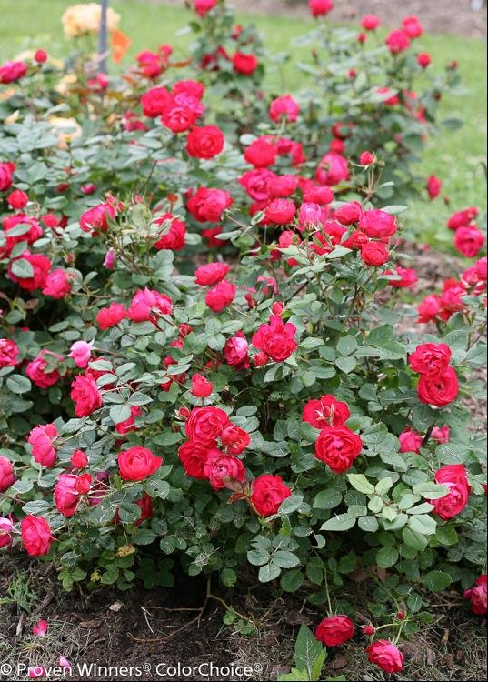 Oso Easy Double Red® Rose (Rosa 'Oso Easy Double Red') - QT
