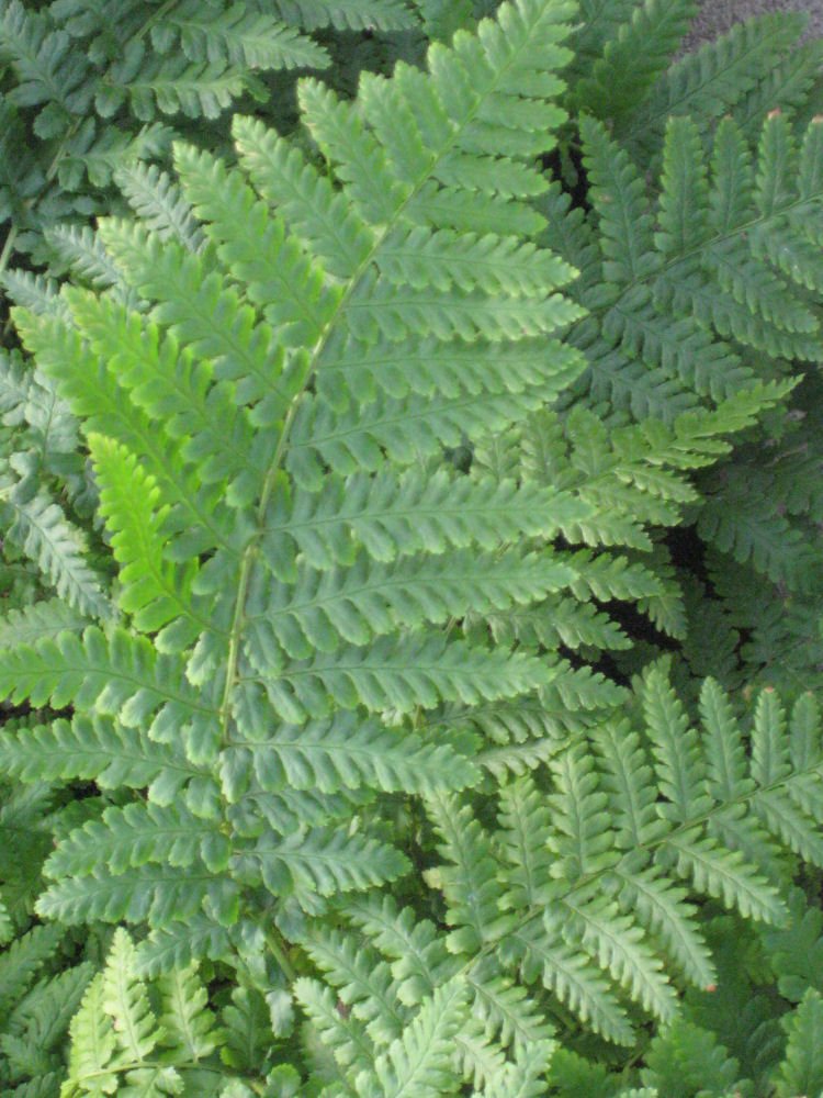 Ostrich Fern (Matteuccia struthiopteris 'Ostrich') - QT