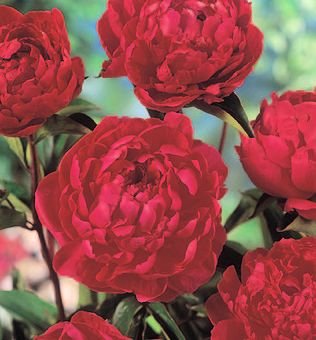 Paeonia 'Buckeye Belle' - Image 2