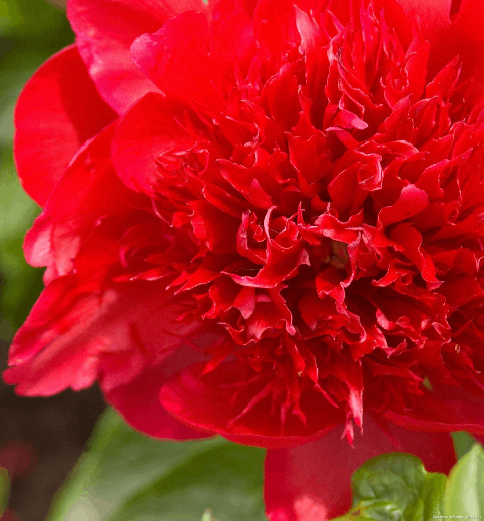 Paeonia 'Red Charm'