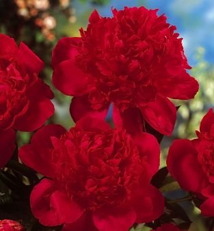 Paeonia 'Red Magic' - Image 2