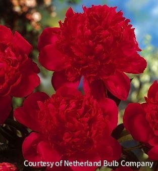 Paeonia 'Red Magic'