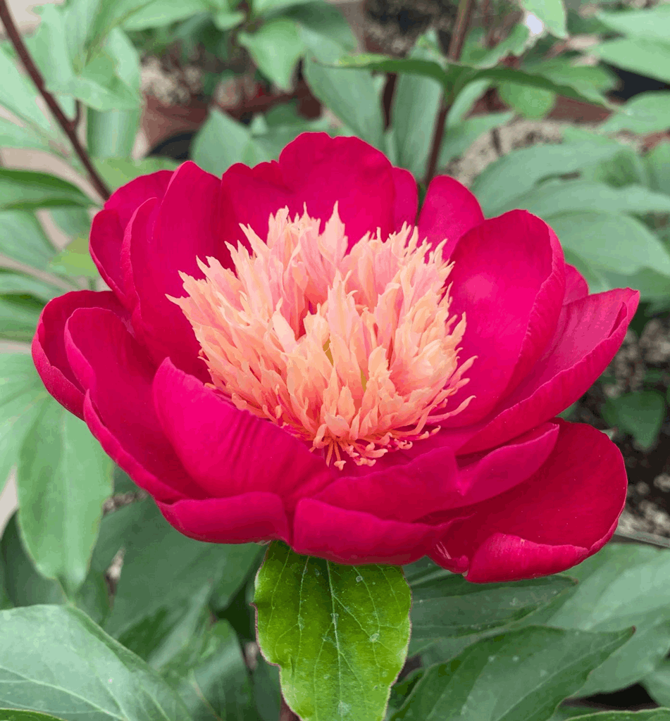 Paeonia 'White Cap' - Image 2