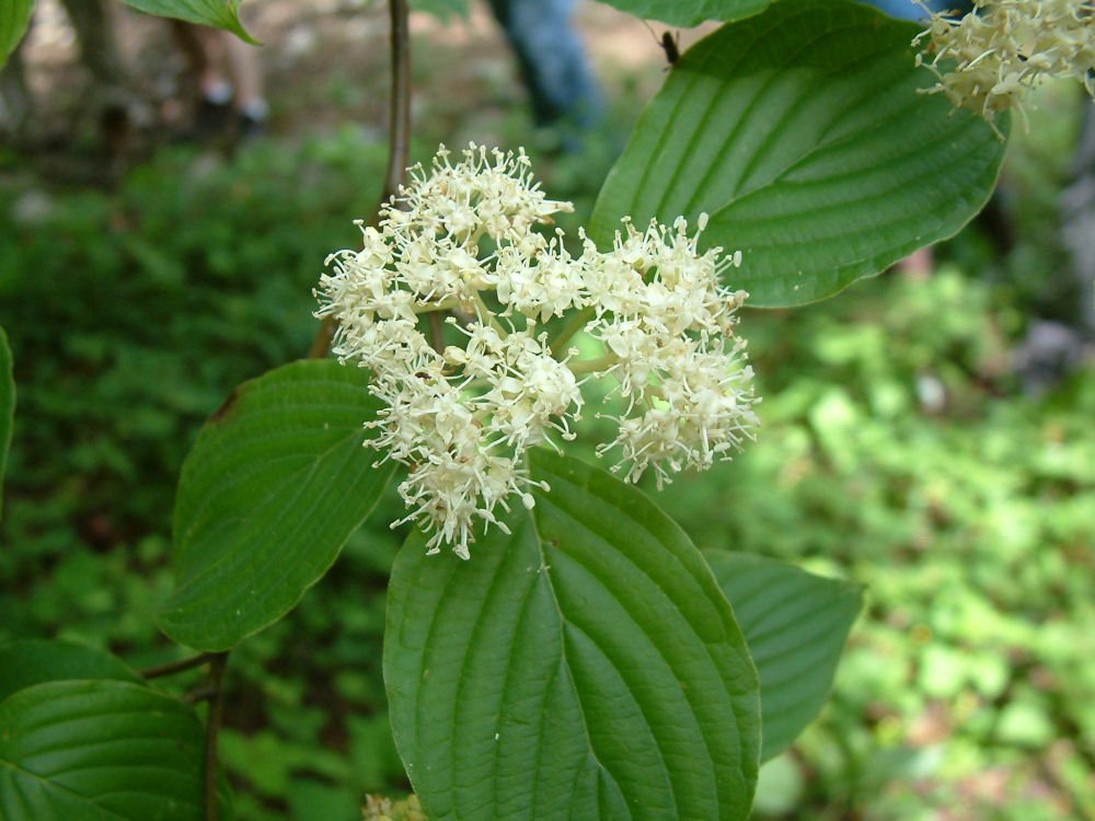 Pagoda Dogwood (Cornus alternifolia) - 3 gallon 36"