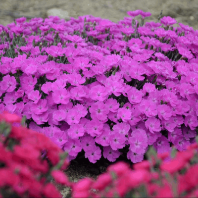 'Paint the Town Fuchsia' Pinks (Dianthus paint 'The Town Fuchsia') - QT