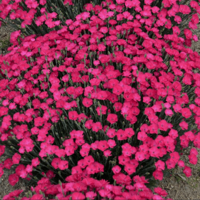 'Paint the Town Magenta' Pinks (Dianthus paint 'The Town Magenta') - 1 gallon