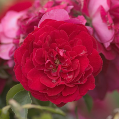 Paint the Town Rose (Rosa E.E 'Paint The Town') - 2 gallon