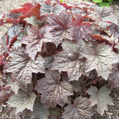 Palace Purple Coral Bells (Heuchera palace 'Palace Purple') - 1 gallon