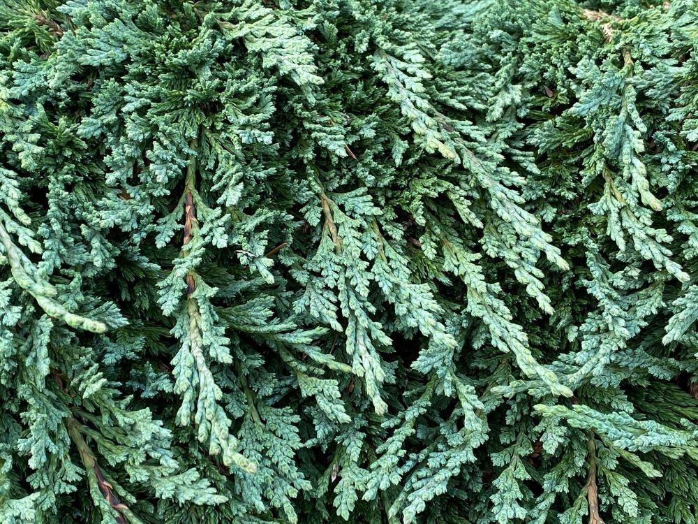 Pancake Dwarf Creeping Juniper (Juniperus horizontalis ‘Pancake’) - QT