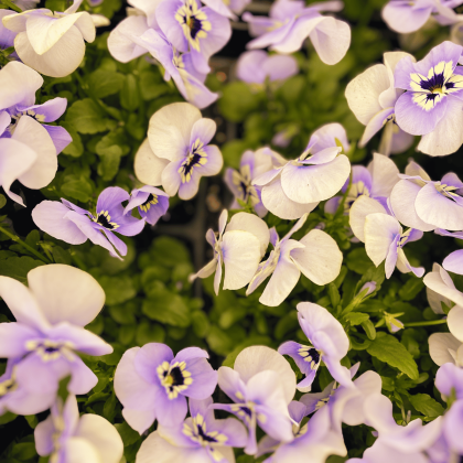 Pansies