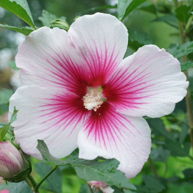 Paraplu Pink Ink® Rose of Sharon (Hibiscus paraplu 'Pink Ink') - QT