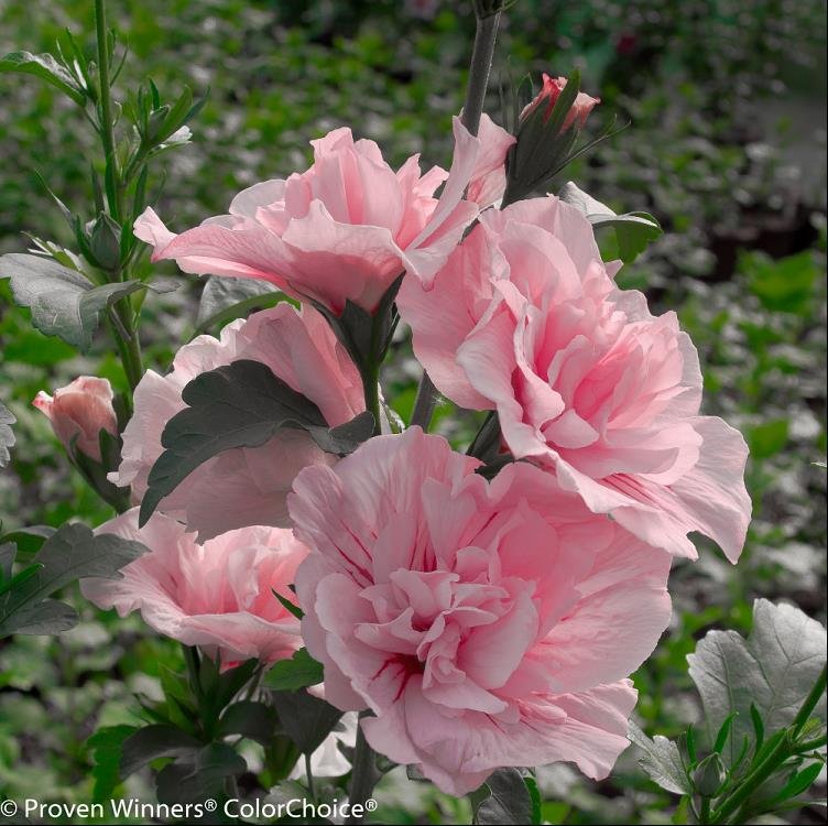 Paraplu® Pure White Rose of Sharon (Hibiscus syriacus 'Paraplu Pure White') - QT