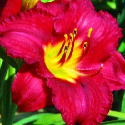Pardon Me Daylily (Hemerocallis pardon 'Pardon Me') - 1 gallon