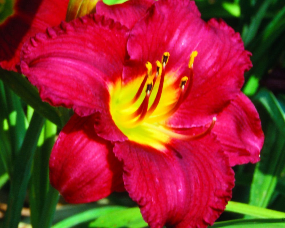 Pardon Me Daylily (Hemerocallis pardon 'Pardon Me') - QT