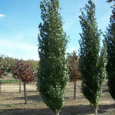 Parkland Pillar® Birch (Betula platyphylla 'Parkland Pillar') - 3 gallon