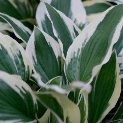 Patriot Plantain Lily (Hosta patriot 'Patriot') - 1 gallon