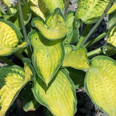 Paul’s Glory Plantain Lily (Hosta pauls 'Glory') - 1 gallon