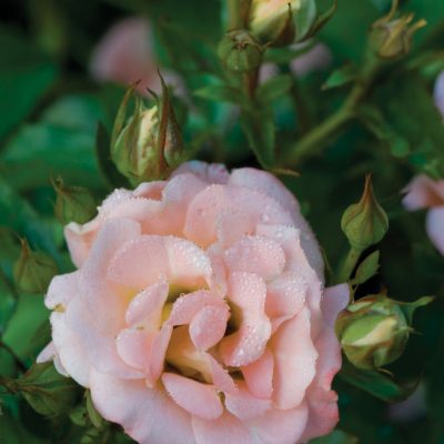 Peach Drift® Rose (Rosa 'Drift Meiggili') - 1 gallon