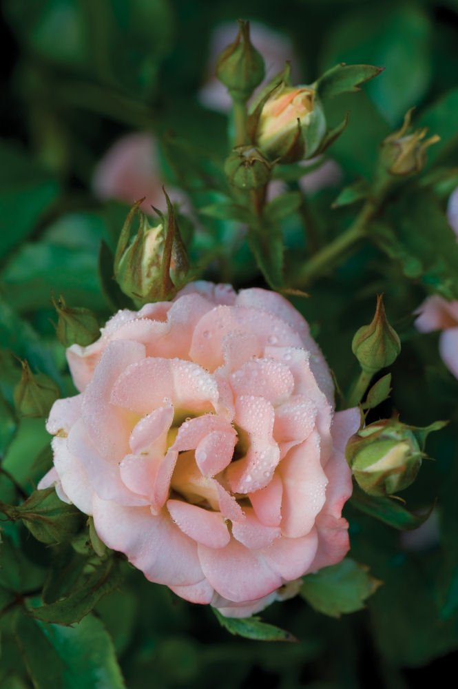 Peach Drift® Rose (Rosa 'Drift Meiggili') - QT