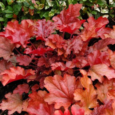 Peach Flambe Coral Bells (Heuchera 'Peach Peach Flambe') - QT