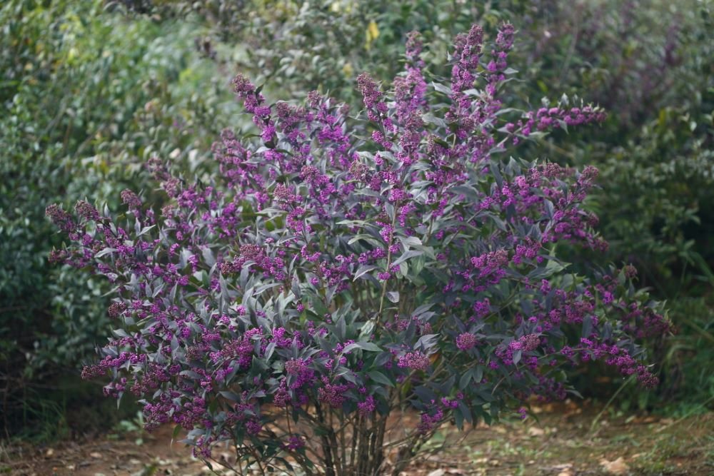 Pearl Glam® Beautyberry (Callicarpa x Pearl Glam®) - QT
