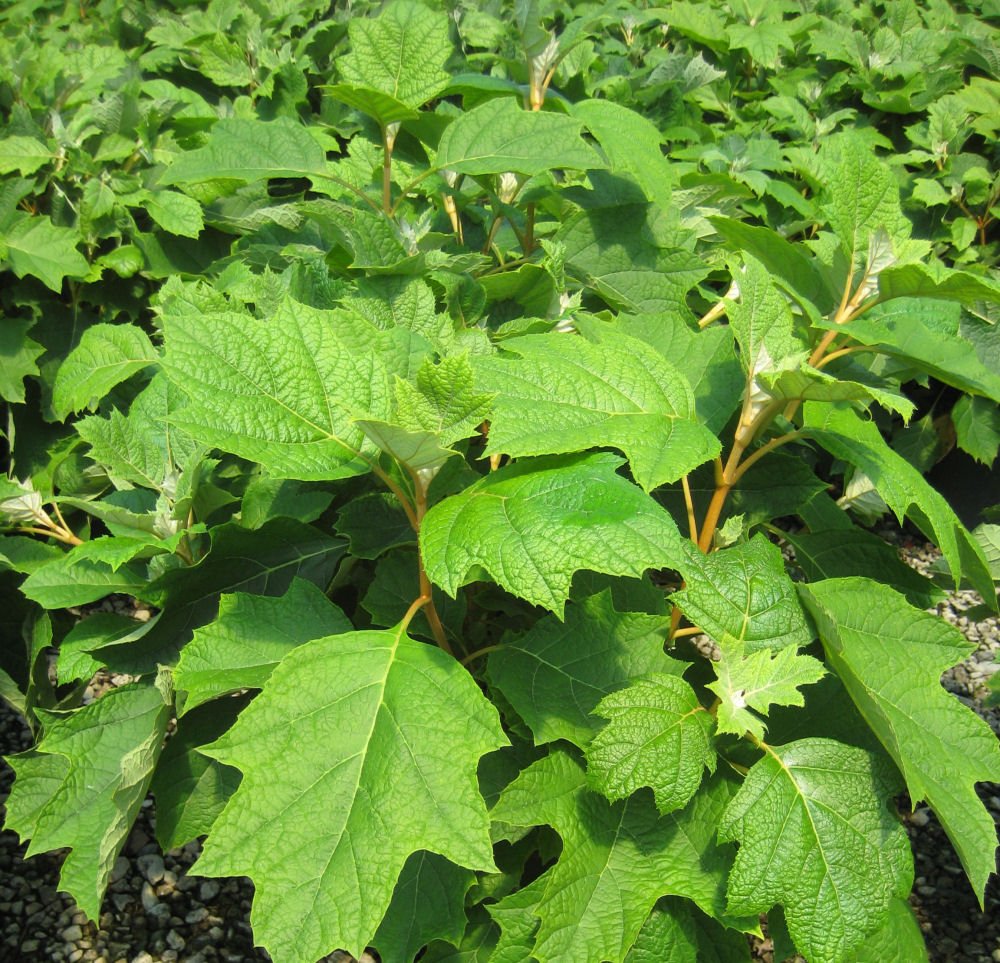Pee Wee Oakleaf Hydrangea (Hydrangea quercifolia 'Pee Wee') - 2 gallon 10"