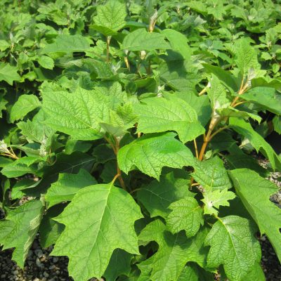 Pee Wee Oakleaf Hydrangea (Hydrangea quercifolia 'Pee Wee') - 2 gallon 10"