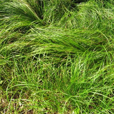 Pennsylvania Sedge (Carex pensylvanica 'Carex Pensylvanica') - 1 gallon