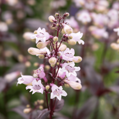 Penstemon Beardtongue