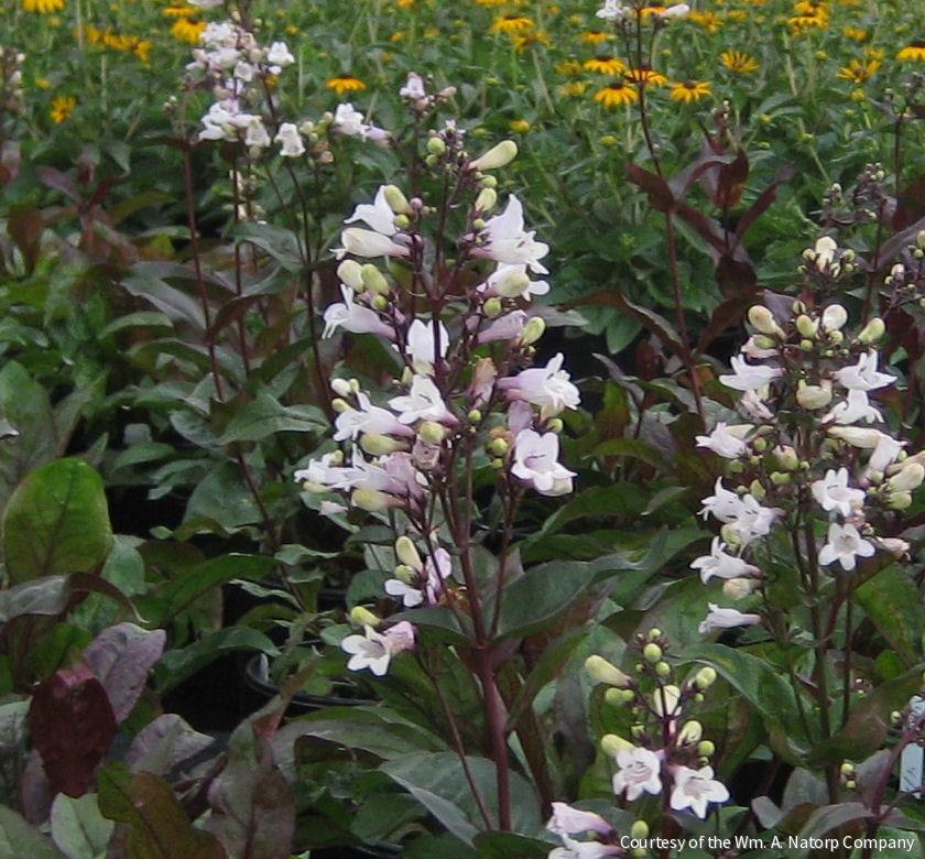 Penstemon d. 'Husker Red'
