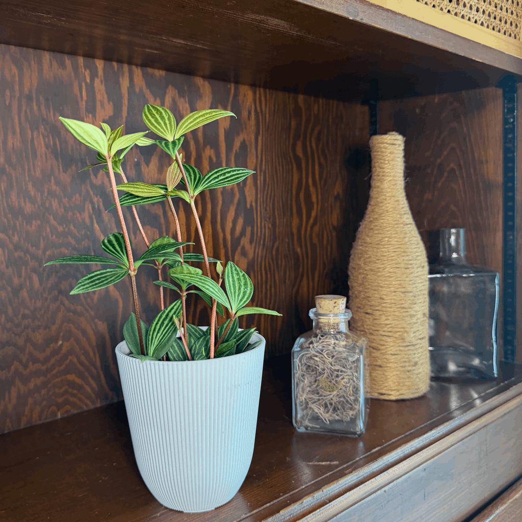 Peperomia Stilt (Peperomia Puteolata) - 4 Inch Indoor Houseplant - Image 2