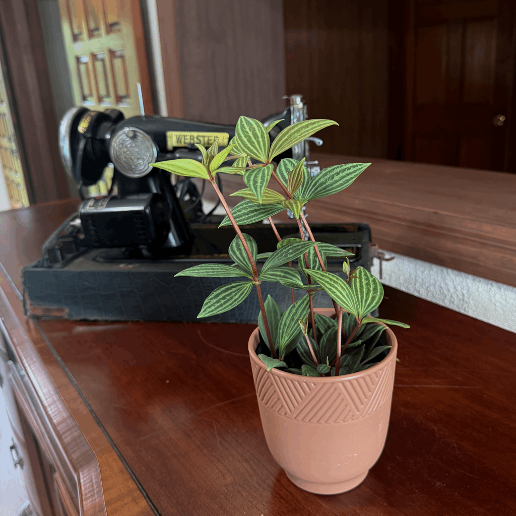 Peperomia Stilt (Peperomia Puteolata) - 4 Inch Indoor Houseplant - Image 3