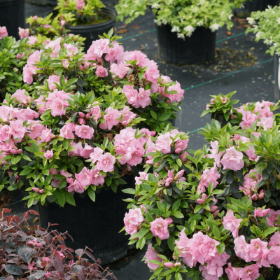 Perfecto Mundo® Double Pink Reblooming Azalea (Azalea 'Perfecto Mundo Dbl Pink') - QT