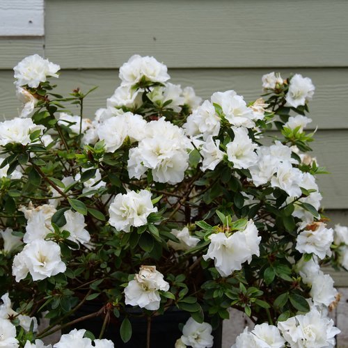Perfecto Mundo® Double White Reblooming Azalea (Azalea 'Perfecto Mundo Dbl White') - QT