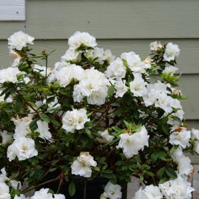 Perfecto Mundo® Double White Reblooming Azalea (Azalea 'Perfecto Mundo Dbl White') - QT