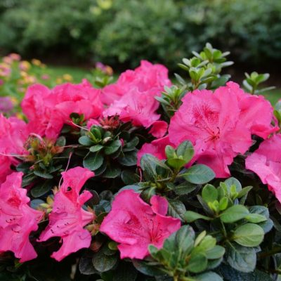 Perfecto Mundo Epic Pink® Azalea (AZALEA PERFECTO MUNDO EPIC PINK) - QT