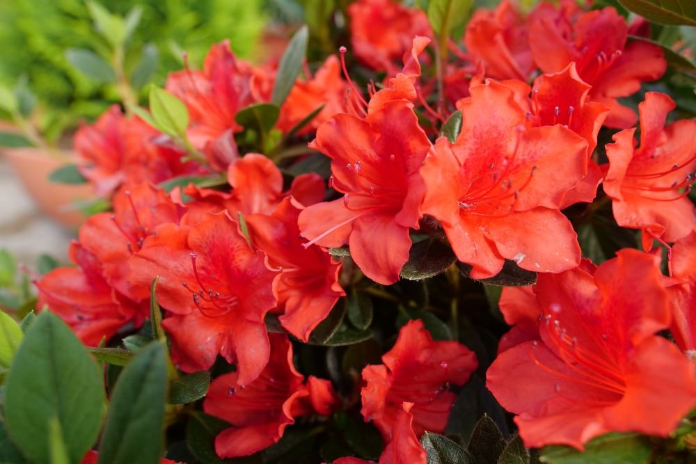 Perfecto Mundo® Orange Azalea (AZALEA PERFECTO MUNDO® ORANGE) - QT