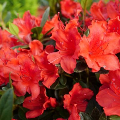 Perfecto Mundo® Orange Azalea (AZALEA PERFECTO MUNDO® ORANGE) - QT