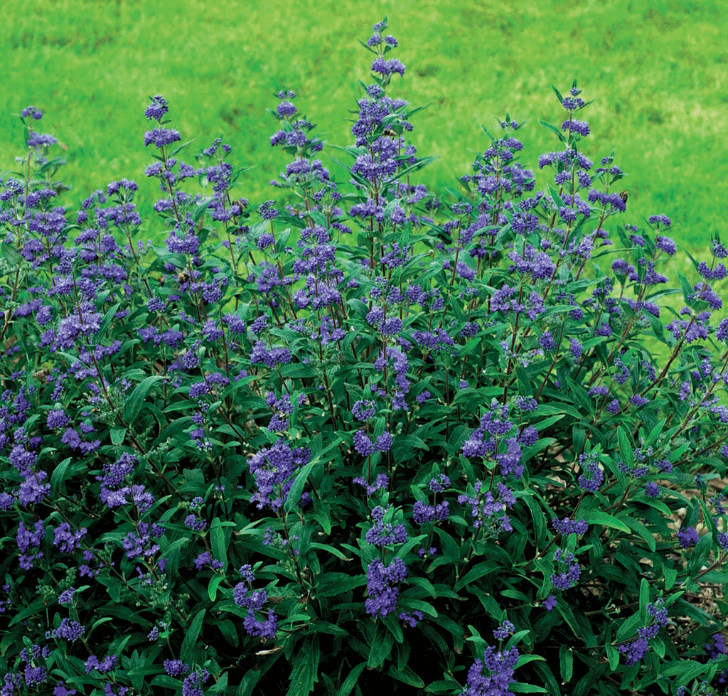 Petit Bleu™ Bluebeard (Caryopteris x clandonensis 'Minibleu') - 2 gallon
