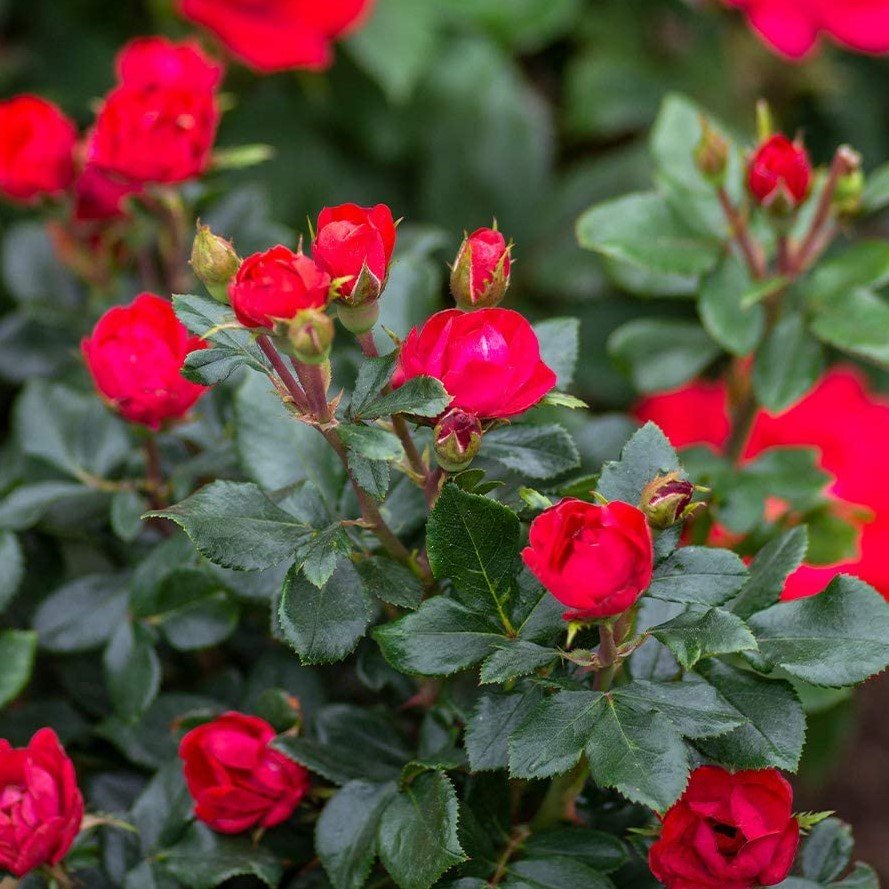Petite Knock Out® Rose (Rosa K.O 'Petite') - 1.5 gallon