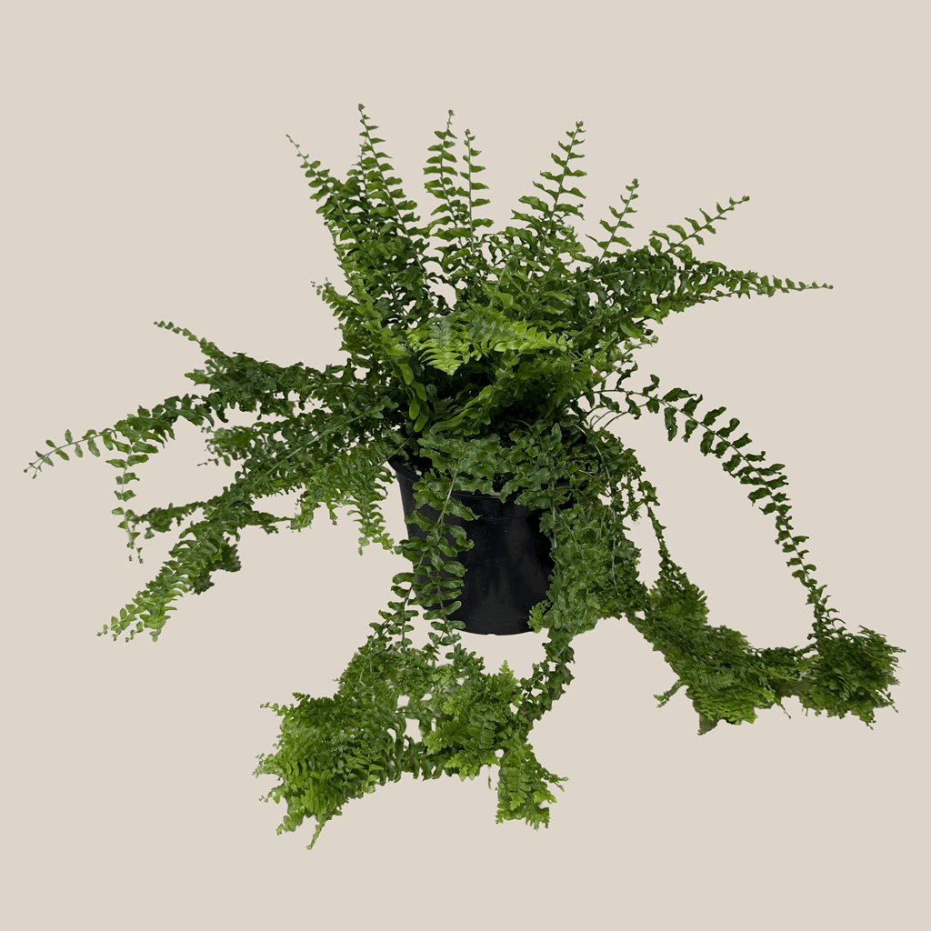 Petticoat Boston Fern (Nephrolepis Exaltata 'Petticoat') - 6 Inch Indoor Houseplant