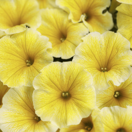 Petunia