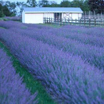 Phenomenal® Lavender (Lavandula x intermedia 'Phenomenal') - 3QT