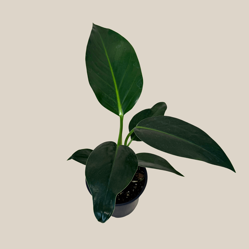 Philodendron Green Congo (Philodendron Tatei 'Congo) - 6 Inch Indoor Houseplant - Image 4