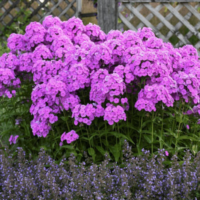 Phlox 'Fashionably Early Flamingo'