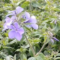 Phlox d. 'Blue Moon' - Image 2